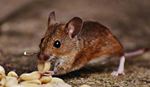 24 Hour & Emergency Exterminators in White Mountain, AK